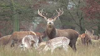 red deer at helmingham hall [upl. by Born]