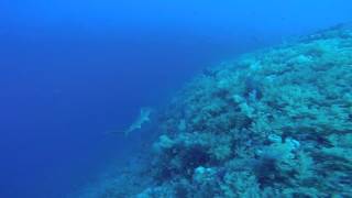 Hammerheads amp Grey Reef Shark at Elphinstone 26th April 2016 [upl. by Madora]