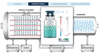 The Process of Freeze Drying Lyophilization [upl. by Sheelah]