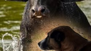 The ferocious dog and the buffalo [upl. by Lourie]