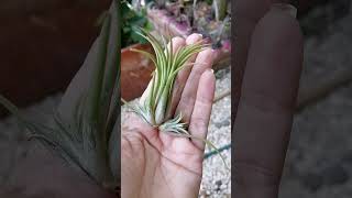 como hacer porta Tillandsias con alambre [upl. by Daniala809]