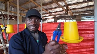 How To Debeak Chickens Using a Hand Debeaker And Right Time To Debeak [upl. by Elumas]