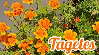 Como cultivar Tagetes [upl. by Zinck]