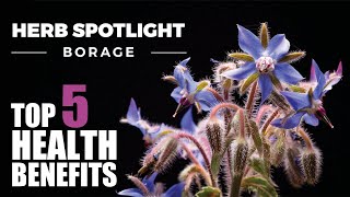 TOP 5 BENEFITS OF BORAGE  HERB SPOTLIGHT [upl. by Estren576]