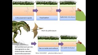 SVT  cours formation des roches sédimentaires et fossilisation [upl. by Atiek]