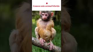 Conoce este animal híbrido conocer animalesextraños curiosidad adivina [upl. by Bogusz]