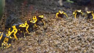 Dendrobates leucomelas キオビヤドクガエル ロングバージョン あわしまマリンパーク カエル館 [upl. by Alrak]