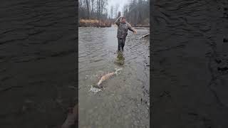 Its a mossback steelhead steelhead fishalaska [upl. by Ttelracs]