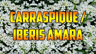 PARA QUE SIRVE🌿CARRASPIQUE🌿BENEFICIOS🌿 Iberis amara 🌿PROPIEDADES Y USOS MEDIDICINALES 🌿ANTIOXIDANTES [upl. by Bowne]