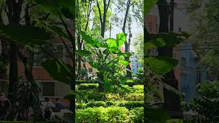 Giant taro at Parque Pombo Mexico city CDMX plant life explore travel nature greenspaces green [upl. by Yeltrab779]