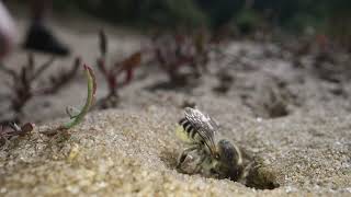 Leafcutter Bee [upl. by Melvyn786]