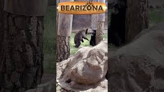 ADORABLE BEAR CUBS AT BEARIZONA shorts [upl. by Agem]