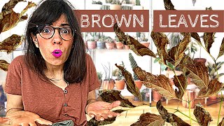 LEAVES TURNING BROWN  How to help your houseplants 😉 [upl. by Imeka]