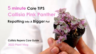 Callisia Repens Pink Panther 5 Minutes Care Guide To Repotting Callisia Plant Into A Bigger Pot [upl. by Eresed]