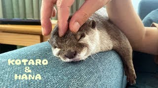 カワウソコタローとハナ 父ちゃんのマッサージにうっとり Otter KotaroampHana Dad Gives Hana a Massage [upl. by Dodwell]