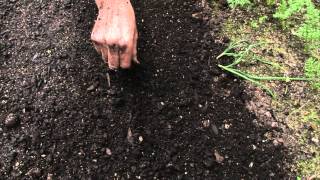 How to sow a seed directly into garden [upl. by Ecilayram286]