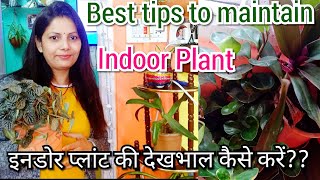 How to Care Indoor Plants  Indoor Plants Care amp Tips  Tips To Maintain Indoor Plant or House Plant [upl. by Ianaj267]