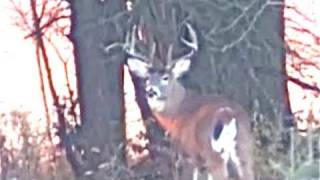 MONSTER BUCK IN RUT GOOD RACK ANOMALOUS POINTS DEER AT SUNR [upl. by Sitof]