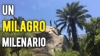 En Pleno DESIERTO Nació un GIGANTE [upl. by Yrehcaz]