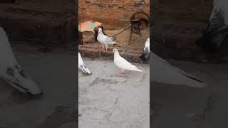 Char palon per hajaron per Bhari pigeon birds tonkpigeon pets [upl. by Lodhia]