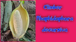 Rhaphidophora decursiva  Evergreen Climber [upl. by Ronn]