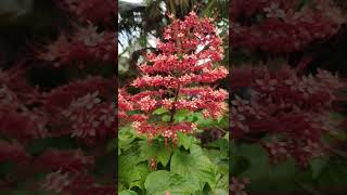 Clerodendrum paniculatumpagoda flowerytshorts [upl. by Enaoj]