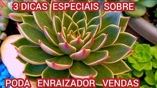 7 benefícios de usar enraizador nas plantas suculentas e cactos [upl. by Aihsenak]