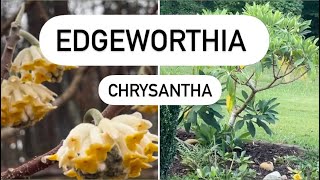 Edgeworthia Chrysantha Plant Review [upl. by Aketahs]