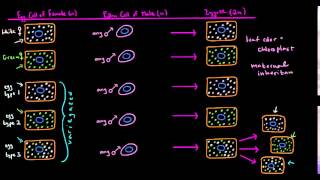 Extranuclear Inheritance Part 2 [upl. by Zerk]