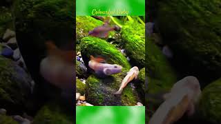 MMA Shorts  Colourful Goby Fish  Gobies  Gobiidae gobyfish goby aquariumfish fish [upl. by Julietta]