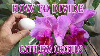 How to Propagate Cattleya Orchids  Growing and Repotting  Garden ni Papa [upl. by Terti]