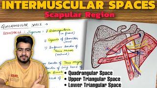 Intermuscular Spaces Anatomy  Scapular Region  Upper Limb Anatomy [upl. by Gutow780]