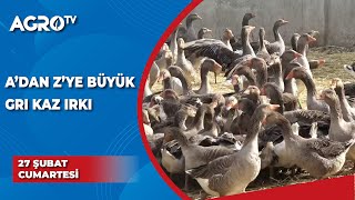 Adan Zye Büyük Gri Kaz Yetiştirme Kârlımı  Bizim Kümes  Agro TV [upl. by Concha]