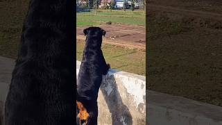 Rottweiler barking aggressively 😈guarding rottweiler viraltrendingshorts shortvideo dogshorts [upl. by Egoreg]