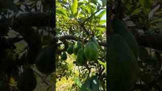 Cosecha de aguacates [upl. by Rahs]