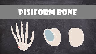 Pisiform Bone  Anatomy [upl. by Sardella]