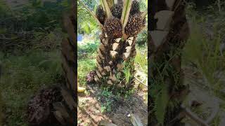 6 fruit on one tree palmoil palmfruit ytshorts malaysia shorts new viralshort plantation [upl. by Eatnohs]