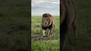 Dominant of the 7 Saba Bora male Lions  Serengeti National Park [upl. by Yseult699]