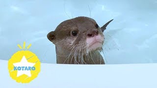 カワウソ コタロー 賢さがわかる！お風呂の新しい遊び方 Kotaro the Otter Learned Something New in the Bath [upl. by Theresa]