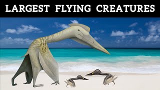 When The Largest Flying Creatures In History Roamed Earth [upl. by Tirzah]