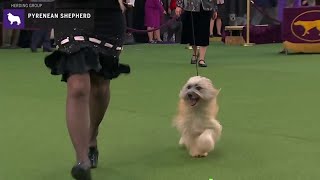 Pyrenean Shepherds  Breed Judging 2020 [upl. by Thgirw669]