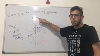 Secretory pathway in gram negative bacteria [upl. by Airemat]