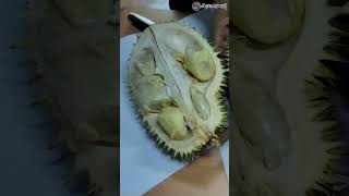 durian sabah tambunan officelife food kingoffruits fruits makan localfood [upl. by Aicnelav]