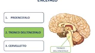 12 Il sistema nervoso centrale SNC [upl. by Alemak]