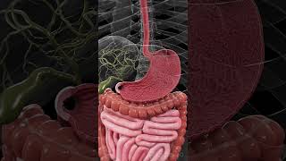 🍽️ The Stomach Lining Your Body’s Protective Barrier anatomy [upl. by Sert]