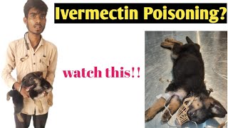 Ivermectin ToxicityPoisoning in the German Shepherd Dog  Drug Overdose  Dr SkMishra [upl. by Martres122]