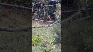 Capriolo curioso fauna capriolo wildlife faunaselvatica [upl. by Trub]