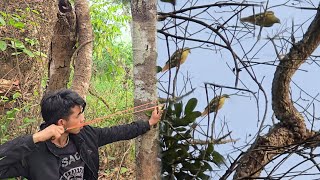 Hunt Fruiteating Birds In The Forest With Plastic Slingshots  Find Food In The Forest hunting [upl. by Coridon]