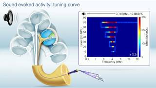 Huet amp Blatrix tuning curve [upl. by Moyers]