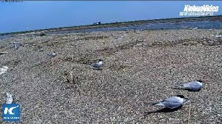 LIVE Migratory birds in Shanghai Chongming Dongtan National Nature Reserve [upl. by Aisylla]